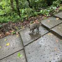 Ubud Monkey Forest! 