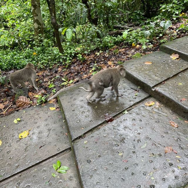 Ubud Monkey Forest! 