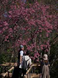 ซากุระเมืองไทย ศูนย์วิจัยเกษตรหลวงขุนวาง เชียงใหม