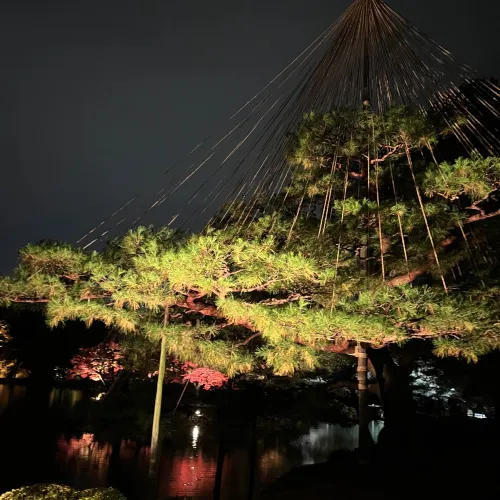 【石川】兼六園・玉泉院庭園のライトアップ✨