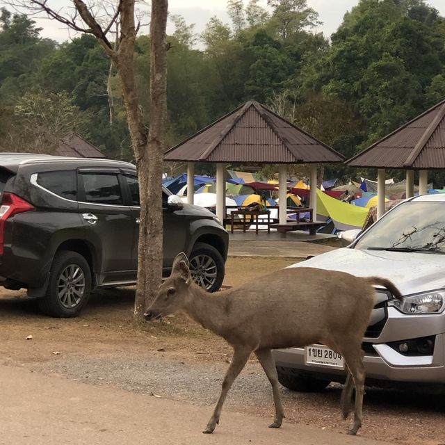 อุทยานแห่งชาติเขาใหญ่