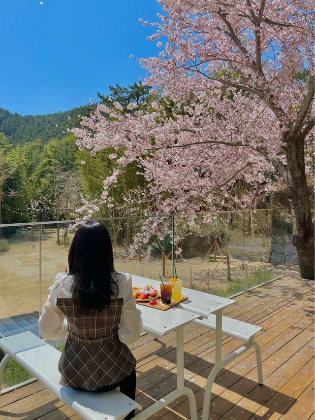 부산 숨겨진 벚꽃 명소 카페🌸