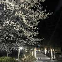 사람보다 벚꽃이 더 많은 공주 벚꽃 스팟모음🌸