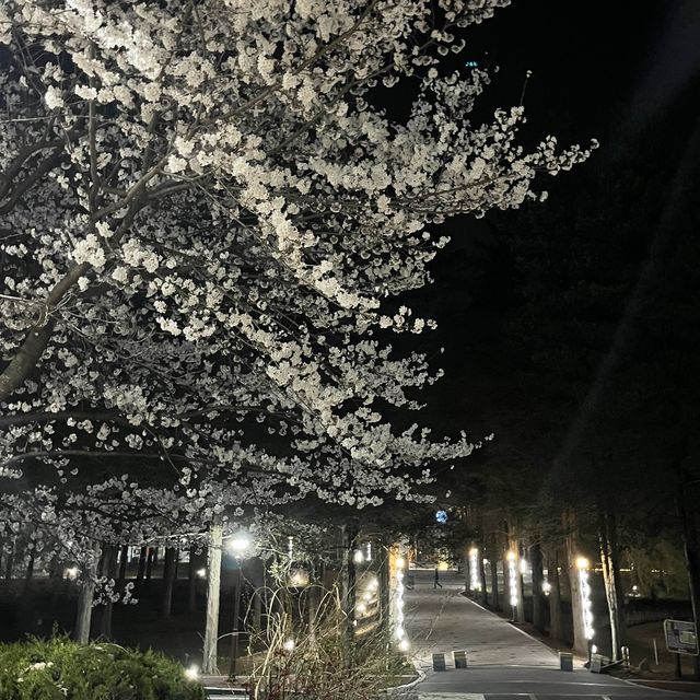 사람보다 벚꽃이 더 많은 공주 벚꽃 스팟모음🌸
