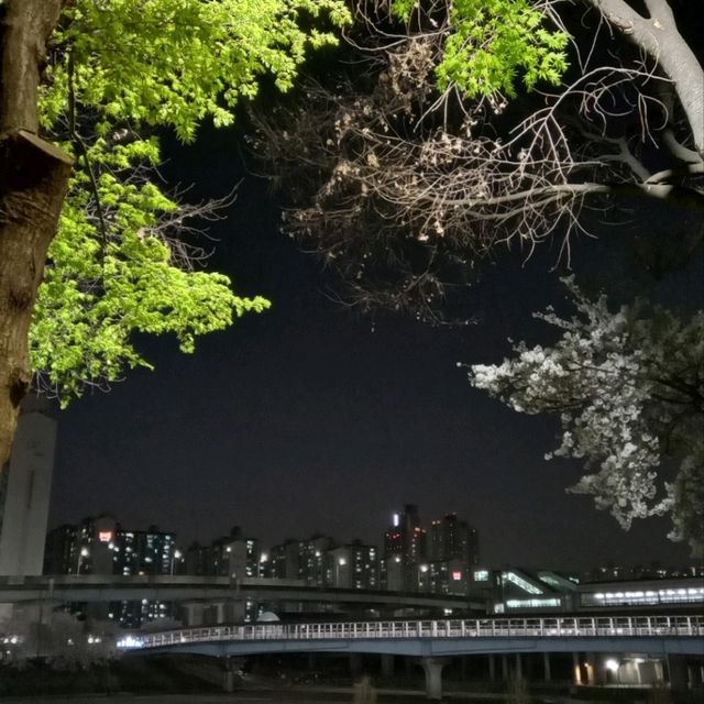 2023년 3월  안양천벚꽃 