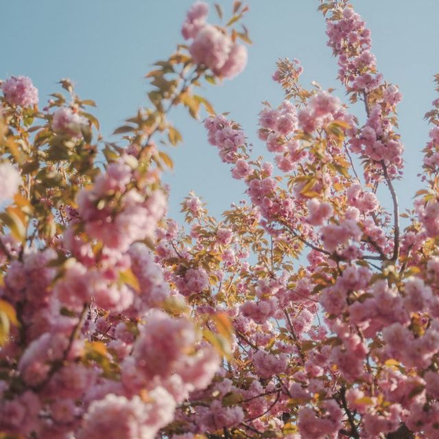 서울 근교 겹벚꽃 명소 미사경정공원 