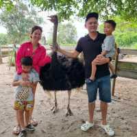 Hanging Out At Desaru Ostrich Farm