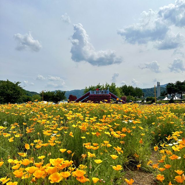 자라섬 봄꽃축제