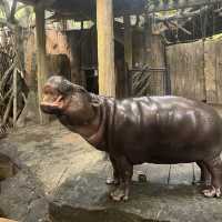 Visit the animals at Avilon Zoo