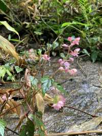 น้ำตกแม่กำปอง (Mae Kampong Waterfall)