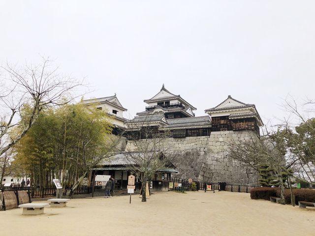 🏯四國愛媛松山城：江戶歷史、花海襯古城🏯