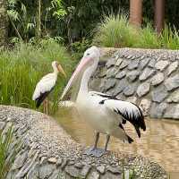 Asia Largest Birdpark - TIPS shared!