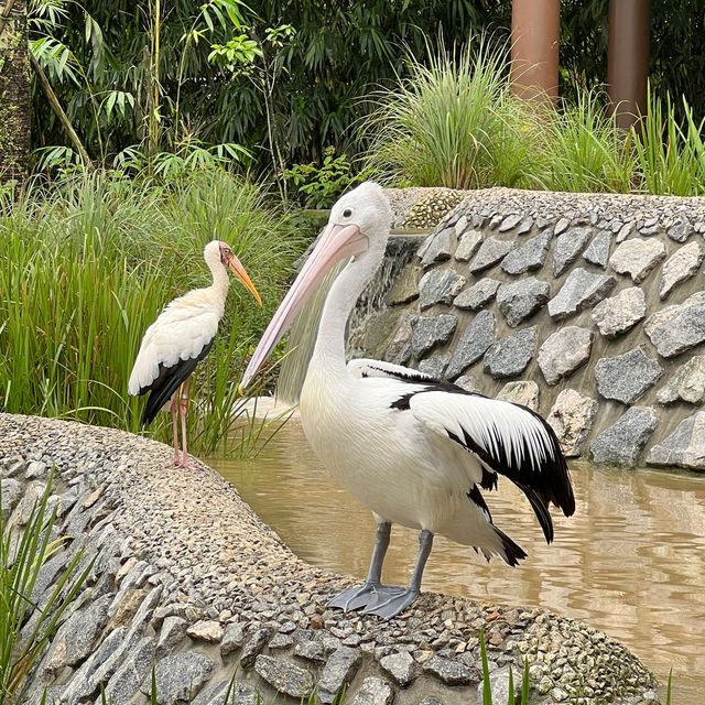Asia Largest Birdpark - TIPS shared!