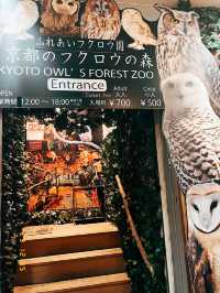 🇯🇵日本京都的貓頭鷹森林👣貓頭鷹迷一定不要錯過呀☺️