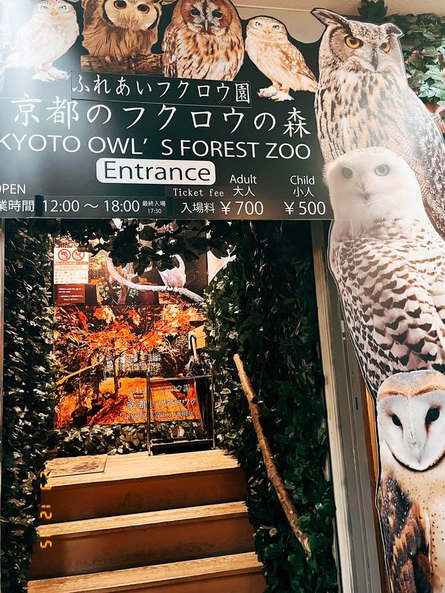 🇯🇵日本京都的貓頭鷹森林👣貓頭鷹迷一定不要錯過呀☺️