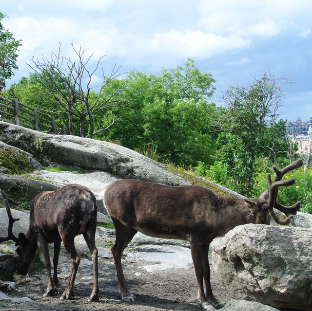 Open-air musuem And zoo (Skansen)