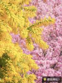 ここだけは押さえておきたい都内河津桜4選✨