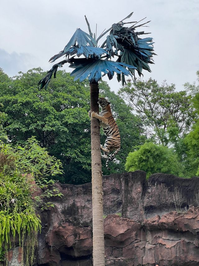 峇里親子遊❤️最大動物園😳Bali Safari and Marine Park🙈