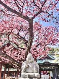 【東京】既に満開の桜が咲くパワースポット