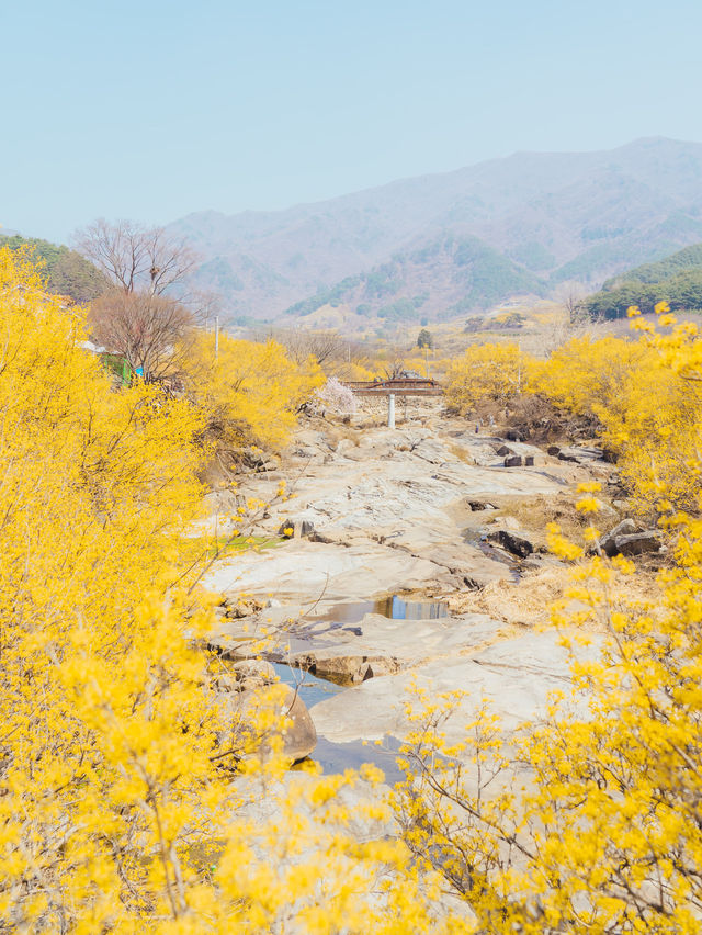 🌼다가오는 봄 노란색 산수유로 가득한 마을 [구례, 산수유마을]🌿