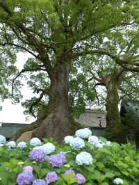 【福岡】今年こそ！紫陽花の時期の太宰府がおすすめ