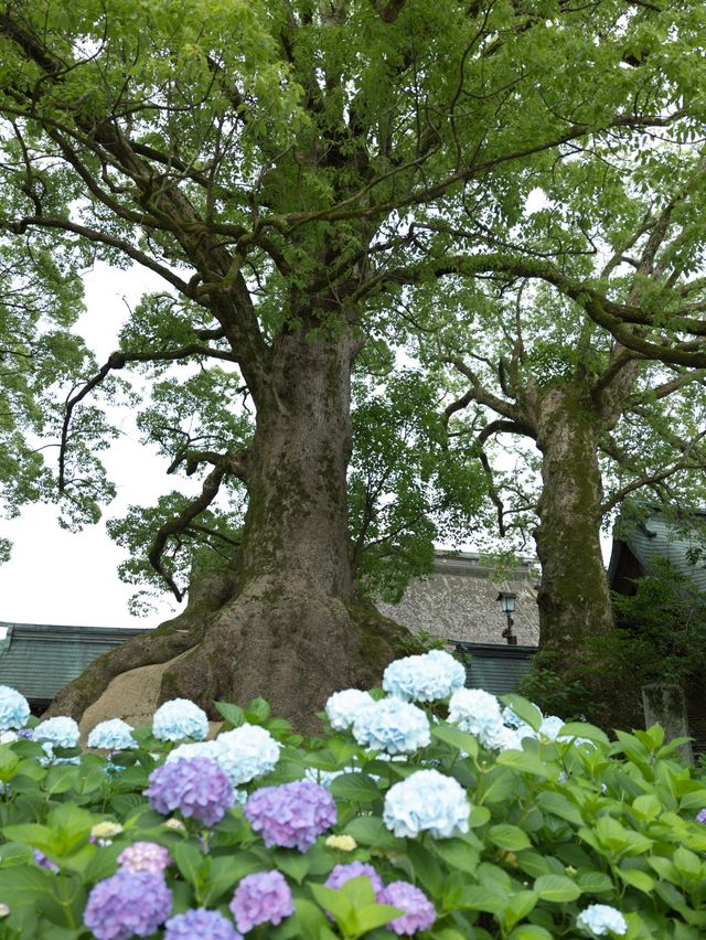 【福岡】今年こそ！紫陽花の時期の太宰府がおすすめ