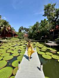 Phuket Viral Cafe you shouldn't miss 🪷