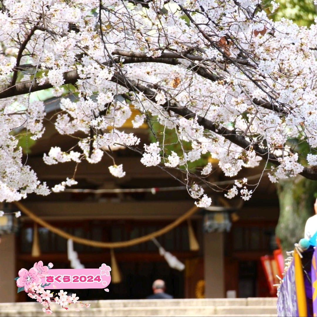 大阪の桜🌸穴場スポット🌸高津神社と高津公園 | Trip.com 大阪