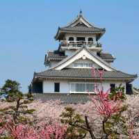 滋賀県の桜🌸彦根城