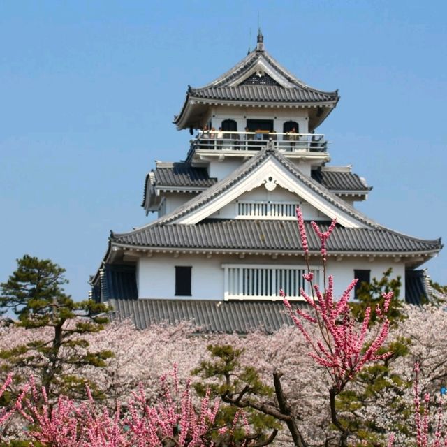 滋賀県の桜🌸彦根城