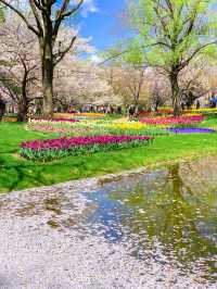 東京とは思えない桜とチューリップの幻想的な絶景、昭和記念公園