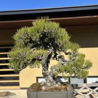 Life Lessons from a Bonsai Tree