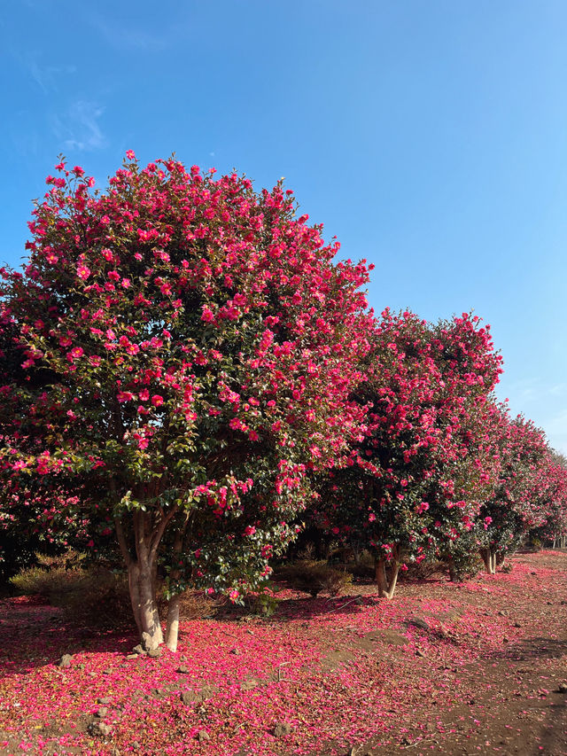 동백꽃 가득, 사람 없는 숨겨진 스팟🌺