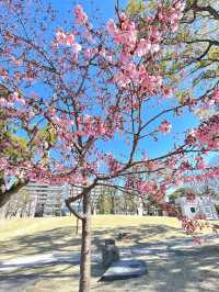 【スカイツリー×桜/墨田区】2024 ひと足早く、桜咲き始めています！