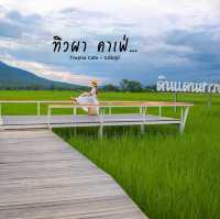 คาเฟ่วิวทุ่งนาเขียวบรรยากาศดีมาก ชัยภูมิ