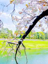 【東京】東京タワーも見れちゃう🤍千鳥ヶ淵でお花見さんぽ