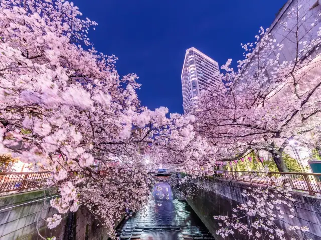 Meguro River Cherry Blossom Festival