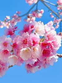 【伝右川桜並木/埼玉県】河津桜と安行桜の桜並木を一緒に見られる場所