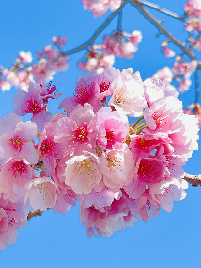 【伝右川桜並木/埼玉県】河津桜と安行桜の桜並木を一緒に見られる場所