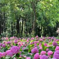 【臺北景點】花博公園繡球花海，洗滌身心疲憊