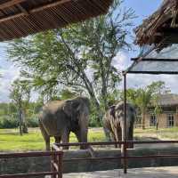 호이안 사파리🐘