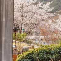 「1020星球」：櫻花海洋 首爾近郊賞櫻好地方