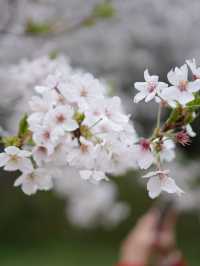 Hamamatsu Flower Park สวนดอกไม้ซากุระบานฉ่ำ
