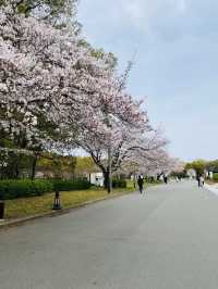 【2024年桜】満開前日の森ノ宮駅側