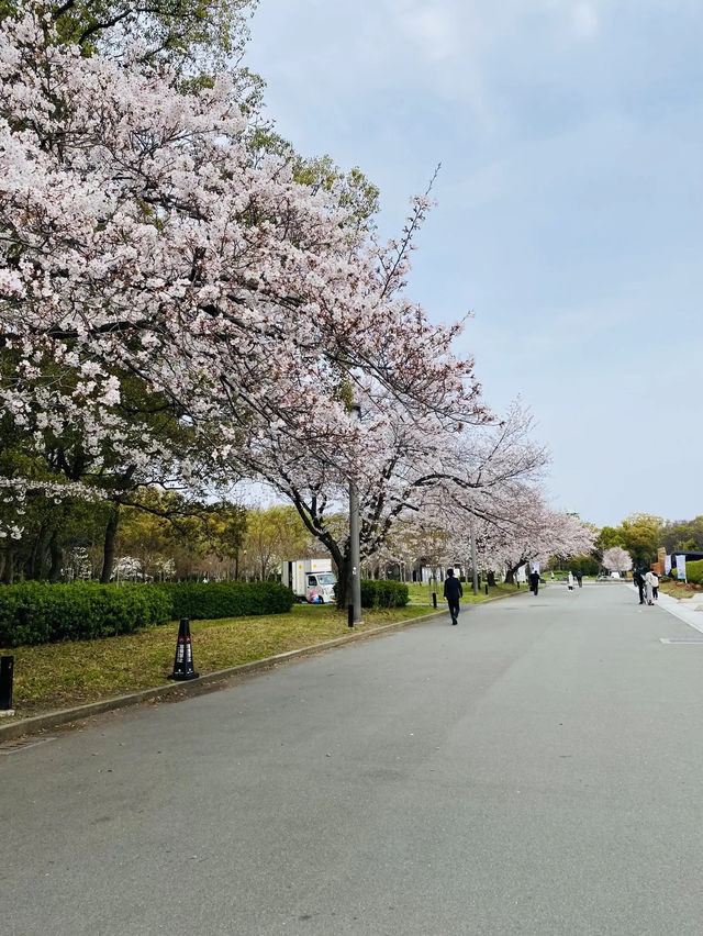 【2024年桜】満開前日の森ノ宮駅側