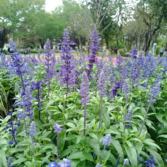 廈門中山公園值得一去