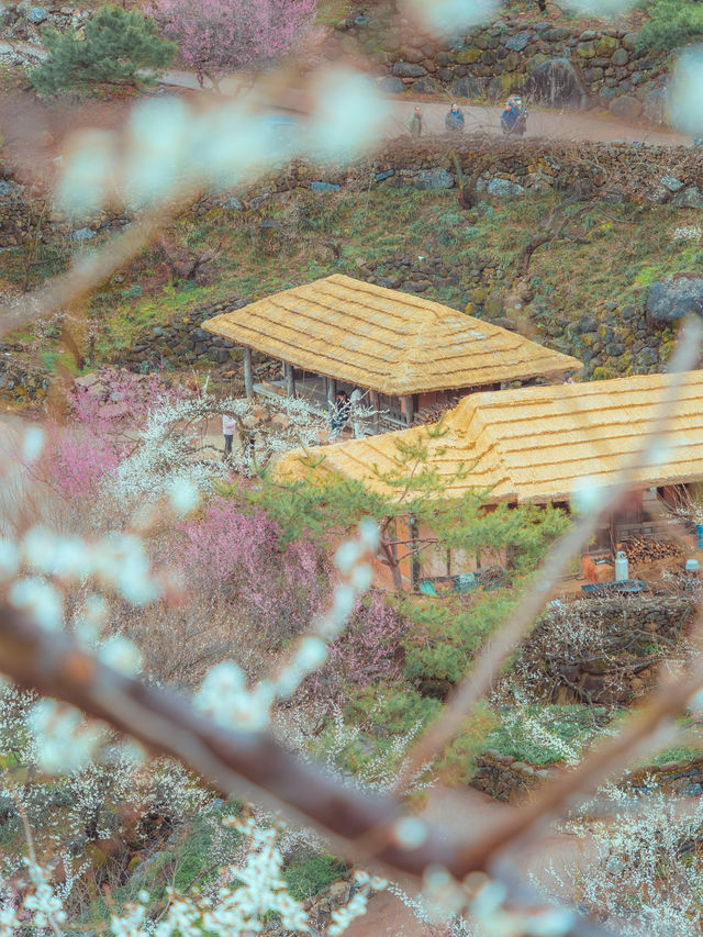 1년치 매화꽃을 다 볼 수 있는 “광양매화마을”