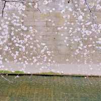 神田川お花見🌸