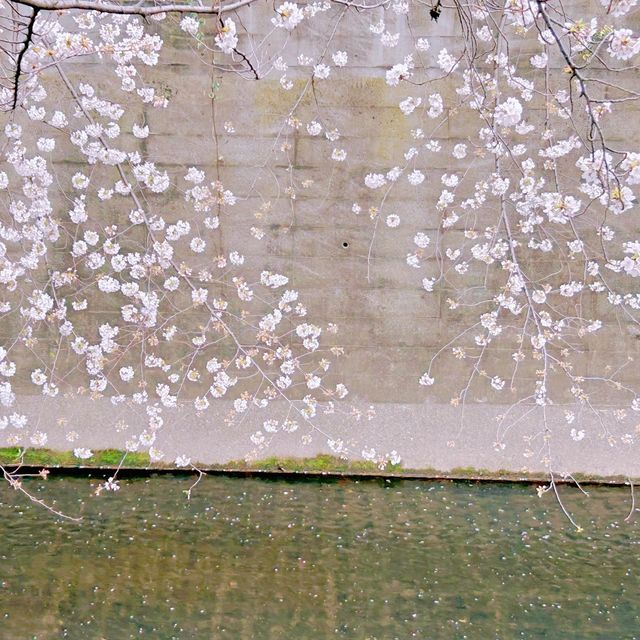 神田川お花見🌸