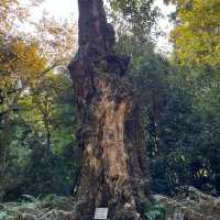 【世界遺産】春日山原始林　〜春日山遊歩道